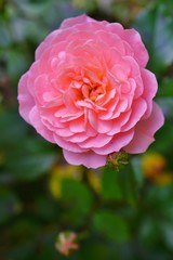 Single bud of a pink rose flower