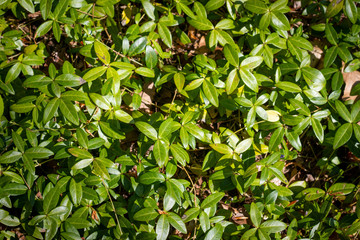 Periwinkle vinca plant in the garden ground