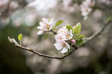 cherry tree blossom