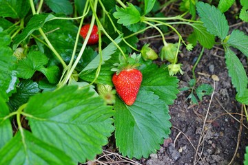 Ripe red strawberry growing the garden