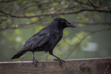 crow on a fence