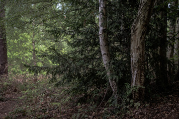 trees in the forest