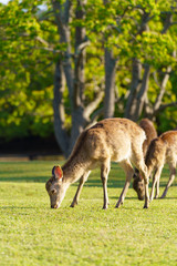 奈良公園の鹿