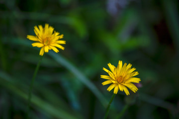 Close-up photography of two dandelion flowers with the grass as a background. Captured at the Andean mountains of central Colombia.