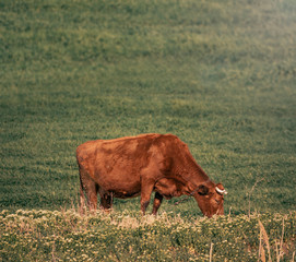 Closeup brown cow on pasture. Graze in a green ukranian meadow in summer. Rural tourism