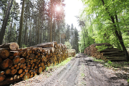 Baumst&auml;mme liegen in einem Wald