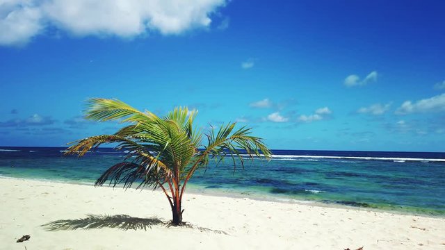 Palm on a paradisiac beach. Plage de la chapelle. Grande-Terre, Guadeloupe, Caribbean