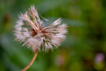 Macro photography of a dandelion seed head with lots of dew drops. Captured at the Andean mountains of central Colombia.