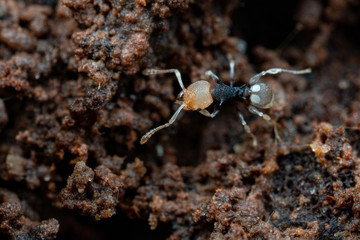 Tiny worker ants of the species Pheidole 'epem121' foraging in rainforest, Queensland, Australia