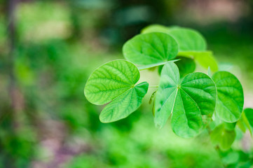 Fototapeta na wymiar Bright green leaves Ground in nature