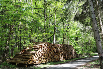 Baumstämme liegen in einem Wald