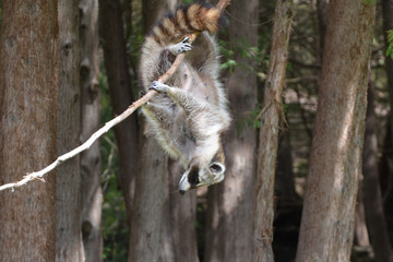 Raccoon trying to steal bird feed