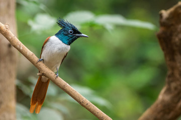 Asian Paradise Flycatcher