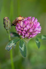 Macro photography of a striped scarab beetle feeeding on a red clover flower. Captured at the Andean mountains of central Colombia.