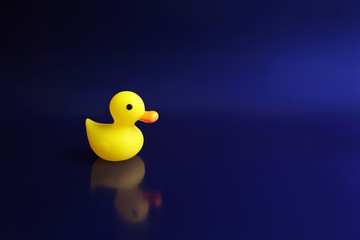 Yellow rubber duck swims on a blue background. - Image