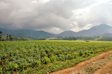 Fototapeta na wymiar Vegetable fields at the high land in Java island, Indonesia