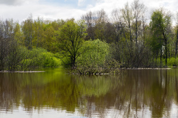 Fototapeta na wymiar spring grove of trees flooded during high water
