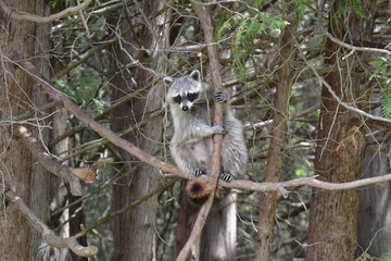Raccoon trying to steal bird feed