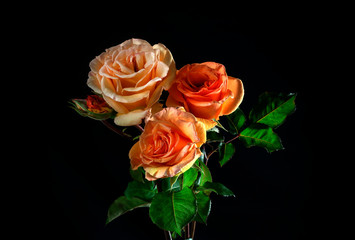 The orange roses