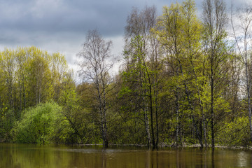 spring grove of trees flooded during high water