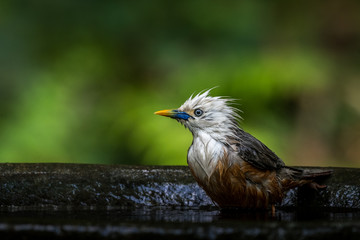 Blyth Starling