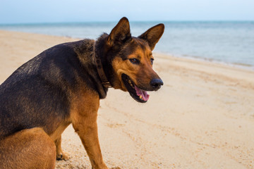 A happy dog relaxing on the beach.