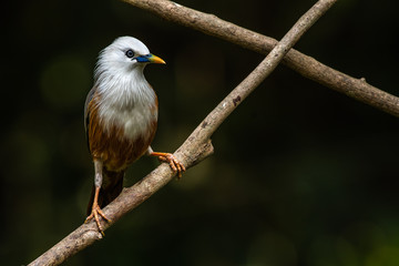 Blyth Starling