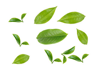 green tea leaf isolated on white background