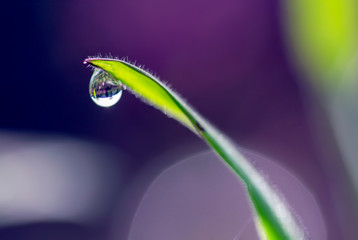 Macro photography of a dew drop hanging from the tip of a blade of grass. Captured at the Andean mountains of central Colombia.