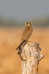 Common Kestrel!