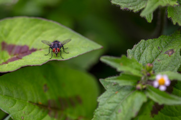Macro photography of a stable fly resting on a leaf in a bush. Captured at the Andean mountains of central Colombia.