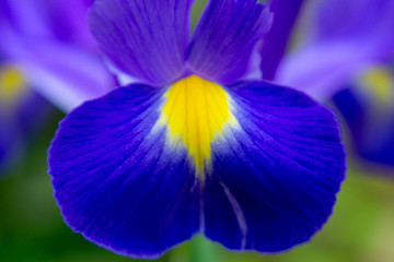 Nah Blume blau gelb