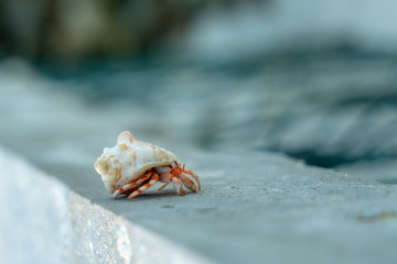 closeup of cute little crab with sticky eyes