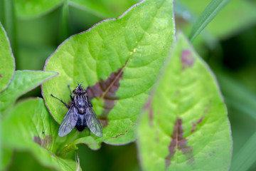 Macro photography from the top of a black fly on a leaf. Captured at the Andean mountains of central Colombia.