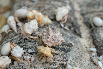 small crabs chilling on a piece of wood