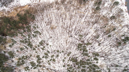 forest with fallen trees from a strong wind in winter