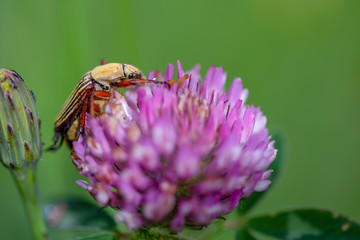 Macro photography of a striped scarab beetle feeeding on a red clover flower. Captured at the Andean mountains of central Colombia.