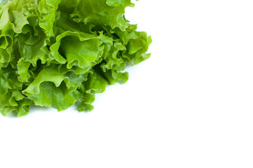 Green lettuce isolated on white background.