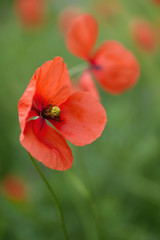 Close up image of Papaver rhoeas, also known as Corn poppy or common poppy