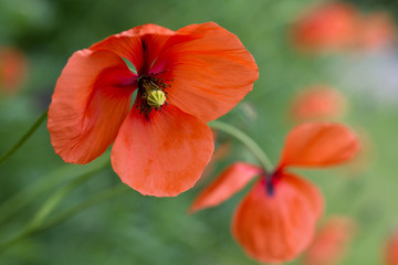 Close up image of Papaver rhoeas, also known as Corn poppy or common poppy