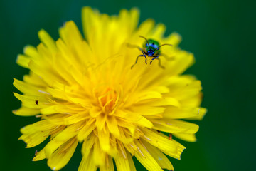 Macro photography of a spotted cucumber beetle on a dandelion flower. Captured at the Andean mountains of central Colombia.