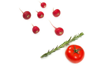 Crimson red radish and rosemary vegetable isolated on white background. Spermatozoon swimming toward the egg. New life conception. Healthy food conception