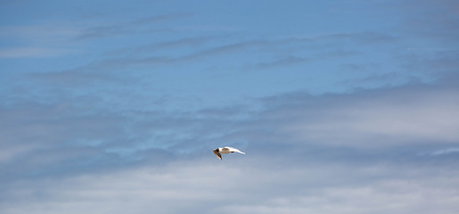 A Tern in Full Flight