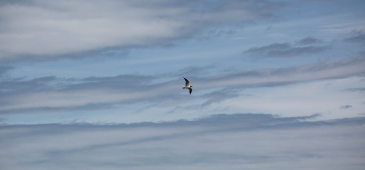 A Tern in Full Flight