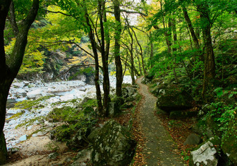 green canopy over pathway in japan