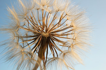 dandelion seeds close up on a blue sky background
