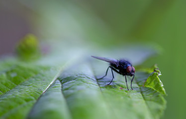 Macro photography of a stable fly on a green leaf. Captured at the Andean mountains of central Colombia.