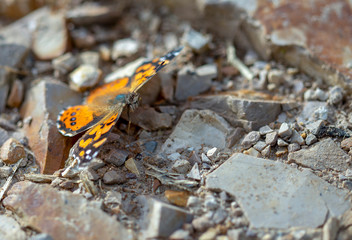 Macro photography of a West Coast lady butterfly resting on a stoned road, captured at the Andean mountains of central Colombia.