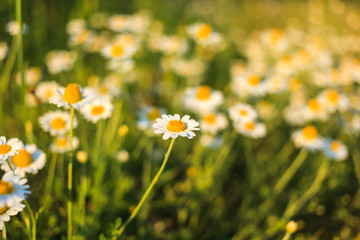 Beautiful nature scene with blooming chamomiles in sun flares on the background of blooming daisies. Daisy wallpaper.