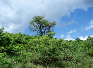 Paisagem do cerrado com árvore típica centralizada